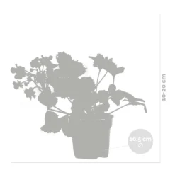 3x Fragaria 'red Summer Breeze' – Fraisier – Entretien Facile – ⌀10,5 Cm - ↕15-20 Cm -Jardin Harmonie Soldes Boutique 640b77c82882e9.60853617