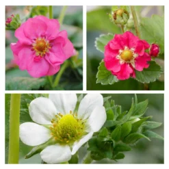3x Fragaria Summer Breeze Mix – Fraisier – Facile D'entretien – ⌀10,5 Cm - ↕15-20 Cm -Jardin Harmonie Soldes Boutique 640b77c9259ff8.65399678