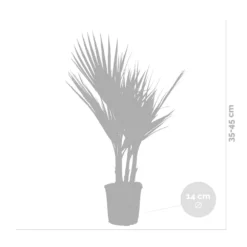2x Washingtonia Robusta - Palmier Mexicain - Palmier Extérieur - Persistant – ⌀14 Cm - ↕35-45 Cm -Jardin Harmonie Soldes Boutique 640b77cc9d68c0.00678879