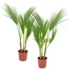 2x Washingtonia Robusta - Palmier Mexicain - Palmier Extérieur - Persistant – ⌀14 Cm - ↕35-45 Cm -Jardin Harmonie Soldes Boutique 640b77cca0dcf8.74720238