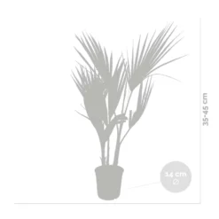Washingtonia Robusta - Palmier Mexicain - Palmier Extérieur - Persistant – ⌀14 Cm - ↕35-45 Cm -Jardin Harmonie Soldes Boutique 640b77d49afa85.48741043