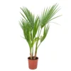 Washingtonia Robusta - Palmier Mexicain - Palmier Extérieur - Persistant – ⌀14 Cm - ↕35-45 Cm -Jardin Harmonie Soldes Boutique 640b77d49eb111.56948759