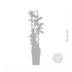Glycine 'alba' - Glycine - Blanche - Plante Grimpante - Peu D'entretien – ⌀15 Cm - ↕60-70 Cm -Jardin Harmonie Soldes Boutique 640b77ee91c3f8.77804295