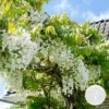Glycine 'alba' - Glycine - Blanche - Plante Grimpante - Peu D'entretien – ⌀15 Cm - ↕60-70 Cm -Jardin Harmonie Soldes Boutique 640b77eea11989.85485696