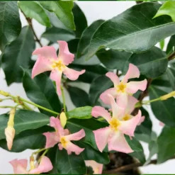 3x Trachelospermum 'pink Showers' – Jasmin De Toscane – Plante Grimpante – ⌀9 Cm - ↕15-20 Cm -Jardin Harmonie Soldes Boutique 640b77ef849b52.69347073