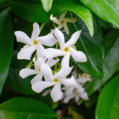 3x Trachelospermum Jasminoides – Jasmin De Toscane – Plante Grimpante – Rustique – ⌀9 Cm - ↕15-20 Cm -Jardin Harmonie Soldes Boutique 640b77fda17061.07071214