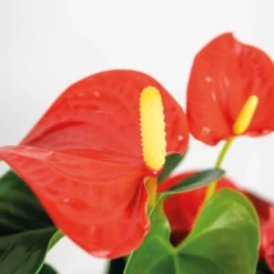 Anthurium 'aristo' Orange - Plante Flamingo - Entretien Facile - ⌀14 Cm - ↕45-55 Cm -Jardin Harmonie Soldes Boutique 640b783c1a67b2.46936634