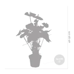 Anthurium 'aristo' Orange - Plante Flamingo - Entretien Facile - ⌀14 Cm - ↕45-55 Cm -Jardin Harmonie Soldes Boutique 640b783c301436.46862337