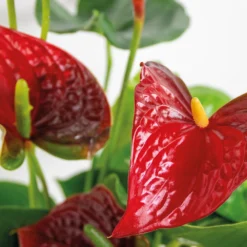 2x Anthurium 'aristo' Red– Flamingo Plant - Facile D'entretien - ⌀14 Cm - ↕45-55 Cm -Jardin Harmonie Soldes Boutique 640b783e3f8e96.90530068