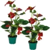 2x Anthurium 'aristo' Red– Flamingo Plant - Facile D'entretien - ⌀14 Cm - ↕45-55 Cm -Jardin Harmonie Soldes Boutique 640b783e469480.64156373