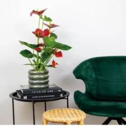 2x Anthurium 'aristo' Red– Flamingo Plant - Facile D'entretien - ⌀14 Cm - ↕45-55 Cm -Jardin Harmonie Soldes Boutique 640b783e502989.76282242