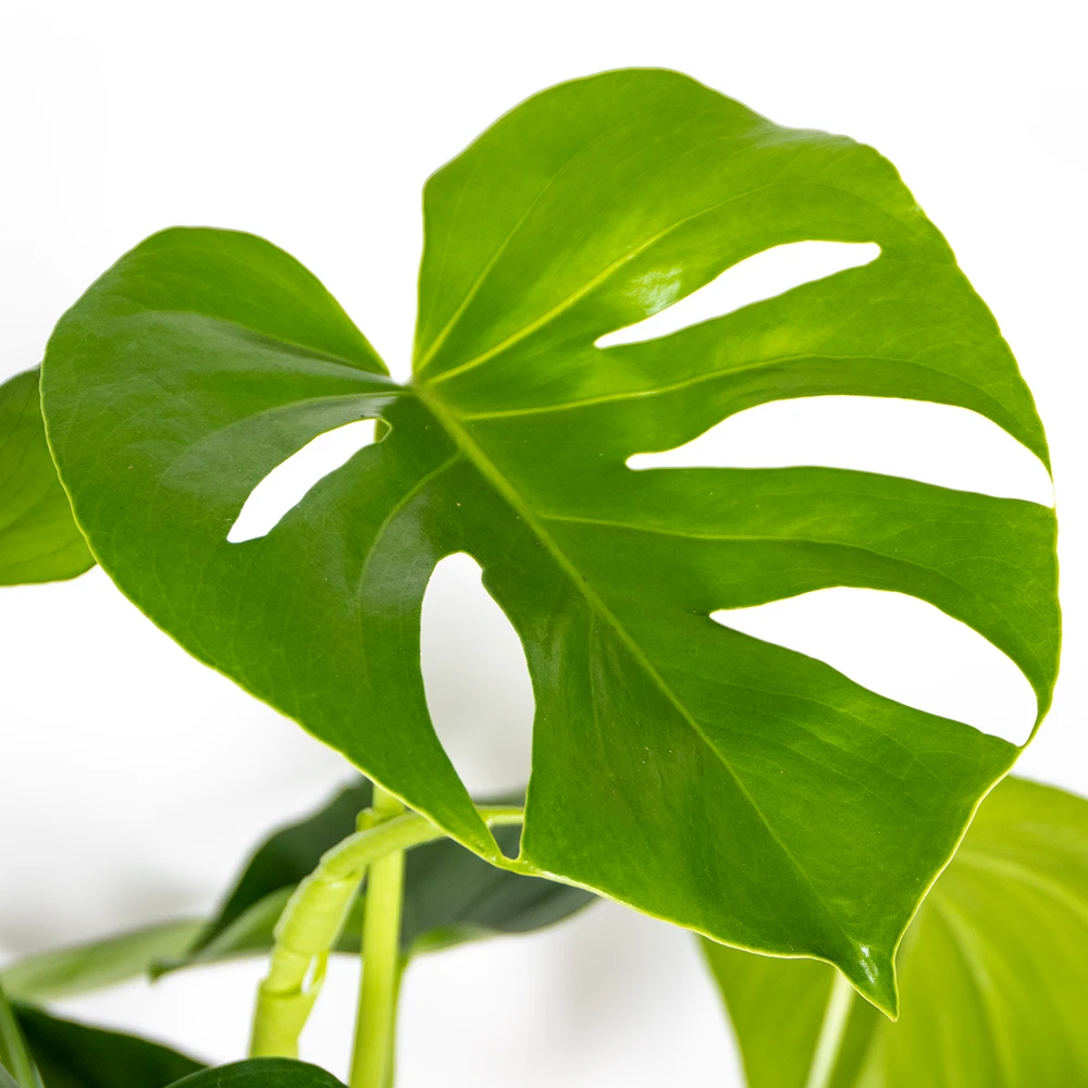 Monstera Deliciosa Incl. Panier En Jonc De Mer - Purificateur D'air - ⌀21 Cm - ↕70-80 Cm 5 Monstera Deliciosa Incl. Panier En Jonc De Mer - Purificateur D'air - ⌀21 Cm - ↕70-80 Cm – Image 3