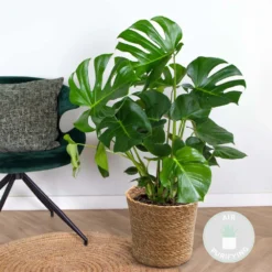 Monstera Deliciosa Incl. Panier En Jonc De Mer - Purificateur D'air - ⌀21 Cm - ↕70-80 Cm 8 Monstera Deliciosa Incl. Panier En Jonc De Mer - Purificateur D'air - ⌀21 Cm - ↕70-80 Cm -Jardin Harmonie Soldes Boutique 640b7869010596.83876529