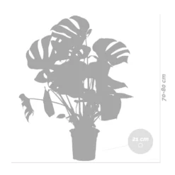 Monstera Deliciosa Incl. Panier En Jonc De Mer - Purificateur D'air - ⌀21 Cm - ↕70-80 Cm 11 Monstera Deliciosa Incl. Panier En Jonc De Mer - Purificateur D'air - ⌀21 Cm - ↕70-80 Cm -Jardin Harmonie Soldes Boutique 640b78690602c8.25143099