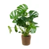 Monstera Deliciosa Incl. Panier En Jonc De Mer - Purificateur D'air - ⌀21 Cm - ↕70-80 Cm -Jardin Harmonie Soldes Boutique 640b786908fa92.95912482