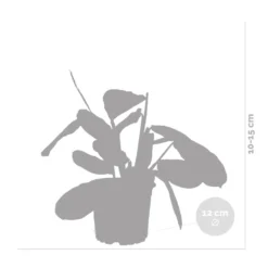 Maranta Lemon Lime – Plante De Prière – Plante D'intérieur – Purificateur D'air – ⌀12cm –↕10-15cm -Jardin Harmonie Soldes Boutique 640b786e0d5cb2.39616864