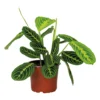 Maranta Lemon Lime – Plante De Prière – Plante D'intérieur – Purificateur D'air – ⌀12cm –↕10-15cm -Jardin Harmonie Soldes Boutique 640b786e13a4d5.34233717