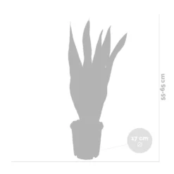 2x Sansevieria 'laurentii' Xl – Langue De Dame – Succulente – Facile à Entretenir – ⌀17cm – ↕55-65 Cm -Jardin Harmonie Soldes Boutique 640b787fb1b790.19239259