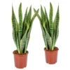2x Sansevieria 'laurentii' Xl – Langue De Dame – Succulente – Facile à Entretenir – ⌀17cm – ↕55-65 Cm 1 2x Sansevieria 'laurentii' Xl – Langue De Dame – Succulente – Facile à Entretenir – ⌀17cm – ↕55-65 Cm -Jardin Harmonie Soldes Boutique 640b787fb81fc2.44212067