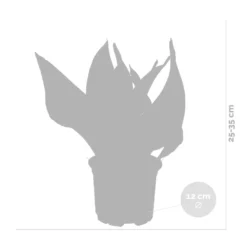 Sansevieria 'laurentii' – Sansevieria – Succulente – Peu D'entretien – ⌀12cm – ↕25-35cm -Jardin Harmonie Soldes Boutique 640b7892936c92.85423753
