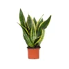 Sansevieria 'laurentii' – Sansevieria – Succulente – Peu D'entretien – ⌀12cm – ↕25-35cm