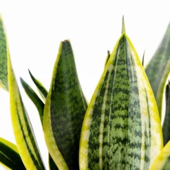 Sansevieria 'laurentii' – Sansevieria – Succulente – Peu D'entretien – ⌀12cm – ↕25-35cm -Jardin Harmonie Soldes Boutique 640b7892a9da20.48875064