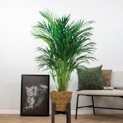 Dypsis Lutescens Incl. Panier En Jonc De Mer - Facile D'entretien - ⌀21 Cm - ↕100-110 Cm -Jardin Harmonie Soldes Boutique 640b7898da3b57.39149107