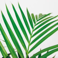 Dypsis Lutescens Incl. Panier En Jonc De Mer - Facile D'entretien - ⌀21 Cm - ↕100-110 Cm -Jardin Harmonie Soldes Boutique 640b7898e19b00.69601100