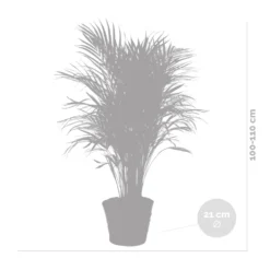 Dypsis Lutescens Incl. Panier En Jonc De Mer - Facile D'entretien - ⌀21 Cm - ↕100-110 Cm -Jardin Harmonie Soldes Boutique 640b78992bb466.17334359