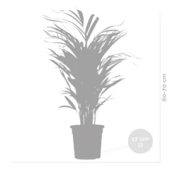 Dypsis Lutescens - Golden Palm - Plante D'intérieur - Entretien Facile - ⌀17 Cm - ↕60-70 Cm -Jardin Harmonie Soldes Boutique 640b789a5b86e1.39070279
