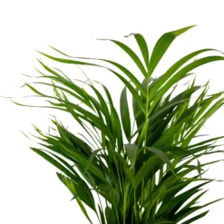 Dypsis Lutescens - Golden Palm - Plante D'intérieur - Entretien Facile - ⌀17 Cm - ↕60-70 Cm -Jardin Harmonie Soldes Boutique 640b789a61f743.14431000