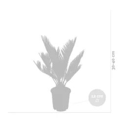 2x Cycas Revoluta – Peace Palm – Palmier – Facile D'entretien - ⌀12 Cm - ↕30-40 Cm -Jardin Harmonie Soldes Boutique 640b789c52ce85.05361926