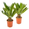 2x Cycas Revoluta – Peace Palm – Palmier – Facile D'entretien - ⌀12 Cm - ↕30-40 Cm -Jardin Harmonie Soldes Boutique 640b789c5ae845.02523107