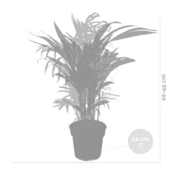 2x Mélange De Palmiers D'intérieur - Dypsis-chamaedorea - Facile D'entretien – ⌀12 Cm - ↕20-45 Cm -Jardin Harmonie Soldes Boutique 640b789d43a326.57955412