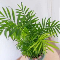 2x Mélange De Palmiers D'intérieur - Dypsis-chamaedorea - Facile D'entretien – ⌀12 Cm - ↕20-45 Cm -Jardin Harmonie Soldes Boutique 640b789d46bf69.48332906