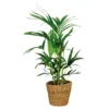 Howea Forsteriana Incl Seagrass Basket - Palmier Kentia - Purificateur D'air - ⌀19 Cm - ↕90-100 Cm -Jardin Harmonie Soldes Boutique 640b78a0582e67.70613208