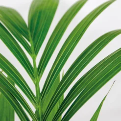 Howea Forsteriana Incl Seagrass Basket - Palmier Kentia - Purificateur D'air - ⌀19 Cm - ↕90-100 Cm -Jardin Harmonie Soldes Boutique 640b78a06216e9.82338484