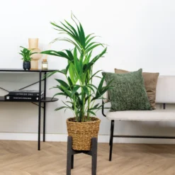 Howea Forsteriana Incl Seagrass Basket - Palmier Kentia - Purificateur D'air - ⌀19 Cm - ↕90-100 Cm -Jardin Harmonie Soldes Boutique 640b78a0818a38.30649967