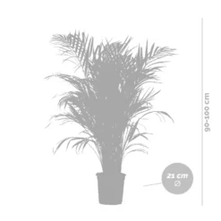 Dypsis Lutescens Incl. Panier En Jonc De Mer - Palmier Doré - ⌀21 Cm - ↕100-110 Cm -Jardin Harmonie Soldes Boutique 640b78a17edc87.53736891