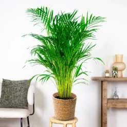 Dypsis Lutescens Incl. Panier En Jonc De Mer - Palmier Doré - ⌀21 Cm - ↕100-110 Cm -Jardin Harmonie Soldes Boutique 640b78a18cf930.54558956