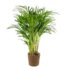 Dypsis Lutescens Incl. Panier En Jonc De Mer - Palmier Doré - ⌀20 Cm - ↕90-100 Cm -Jardin Harmonie Soldes Boutique 640b78a2772ab2.00259752