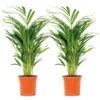 2x Dypsis Lutescens - Palmier Doré - Plante D'intérieur - Facile D'entretien - ⌀17 Cm - ↕60-70 Cm 2 2x Dypsis Lutescens - Palmier Doré - Plante D'intérieur - Facile D'entretien - ⌀17 Cm - ↕60-70 Cm -Jardin Harmonie Soldes Boutique 640b78a36c5031.14056318