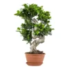 Ficus Microcarpa 'ginseng' En Forme De S – Bonsaï – Plante D'intérieur – ⌀22 Cm - ↕60-70 Cm -Jardin Harmonie Soldes Boutique 640b78a4aba198.23690352
