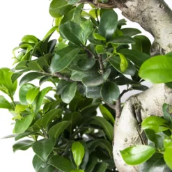 2x Ficus Microcarpa 'ginseng' En Forme De S – Bonsaï – Plante D'intérieur – ⌀22 Cm - ↕60-70 Cm -Jardin Harmonie Soldes Boutique 640b78a5b23d03.95455747