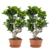 2x Ficus Microcarpa 'ginseng' En Forme De S – Bonsaï – Plante D'intérieur – ⌀22 Cm - ↕60-70 Cm -Jardin Harmonie Soldes Boutique 640b78a5b7e801.40733972