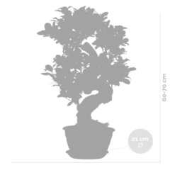 2x Ficus Microcarpa 'ginseng' En Forme De S – Bonsaï – Plante D'intérieur – ⌀22 Cm - ↕60-70 Cm -Jardin Harmonie Soldes Boutique 640b78a5c747c3.13322966