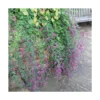 Lespedeza De Thunberg/godet - 5/10 Cm -Jardin Harmonie Soldes Boutique 6411c37b57aa80.24713555