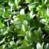 Buis Sempervirens Faulkner/godet - 5/20 Cm -Jardin Harmonie Soldes Boutique 6411c396671642.55453871