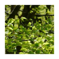 Hêtre Commun Sylvatica/pot De 7,5l - 60/80 Cm -Jardin Harmonie Soldes Boutique 6411c521126554.18080660