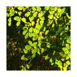 Hêtre Commun Sylvatica/pot De 7,5l - 60/80 Cm -Jardin Harmonie Soldes Boutique 6411c52117a7d1.21333868